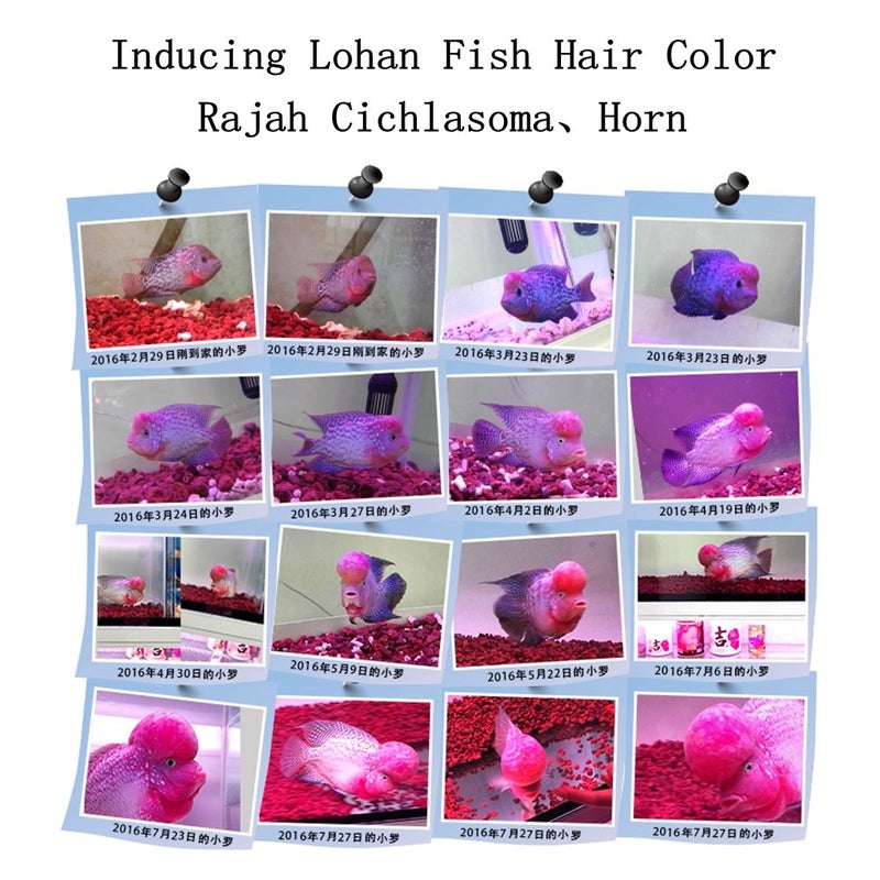 BCQLI 400g Sphere Bio-Filter Media for Marine and Freshwater Aquariums, Red Volcanic Rock - Image 5